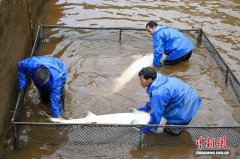 云南会泽成中国最大鲟鱼产业县 鱼子酱热销欧美